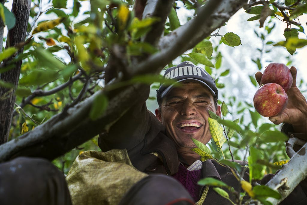 Smiling man harvesting apples in an orchard in India. Vibrant nature shot.